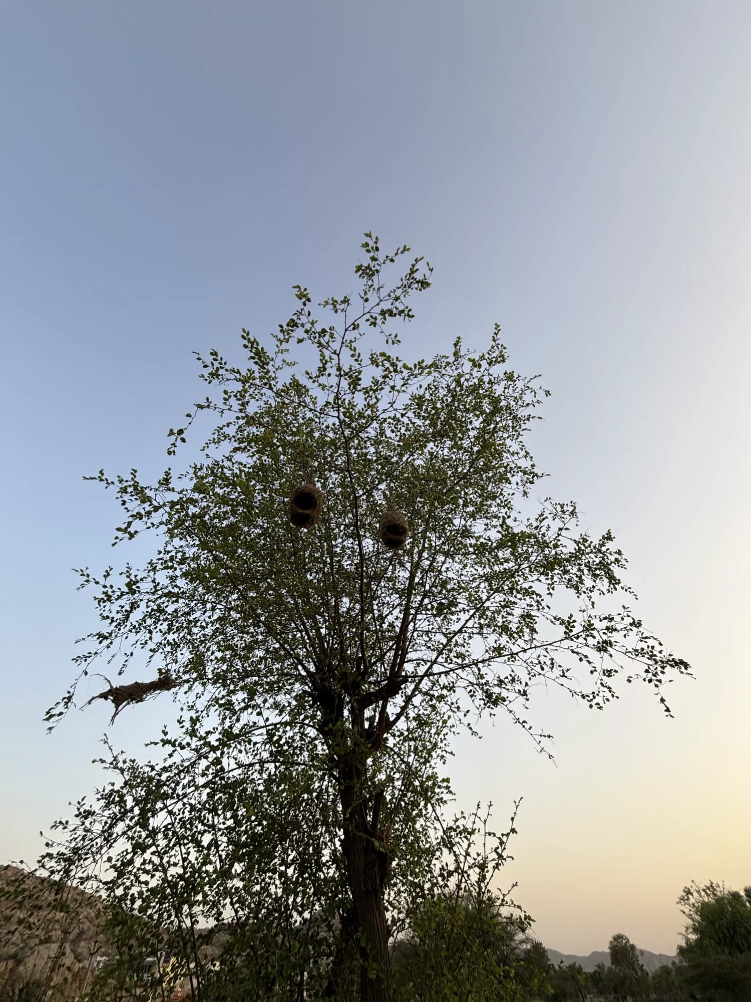 A tree at dusk with two hanging weaver bird nests that look like a pair of eyes